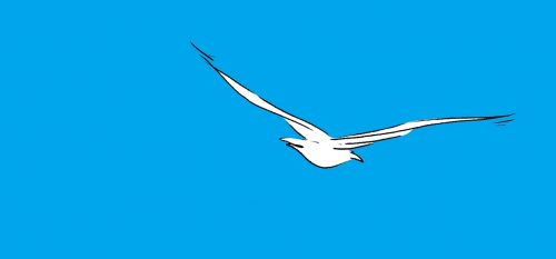 seagull sky bird