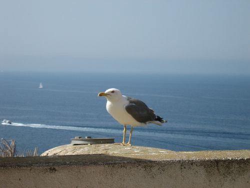 seagull bonifacio bird