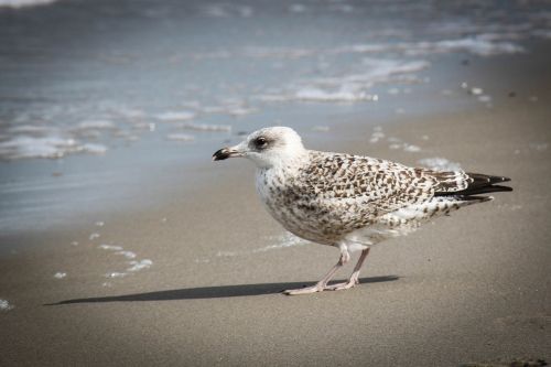 seagull beach baltic sea