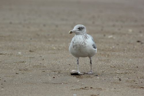 seagull sand beach