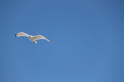 seagull gulls fly