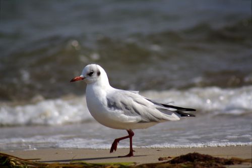 seagull gull beach