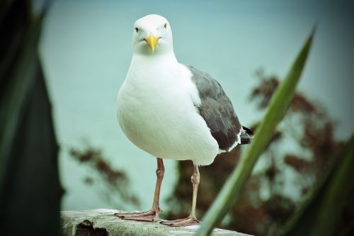 seagull nature close