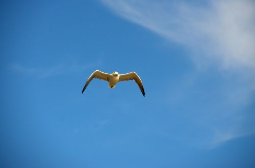 seagull blue bird