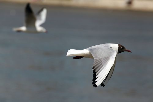seagull flying bird
