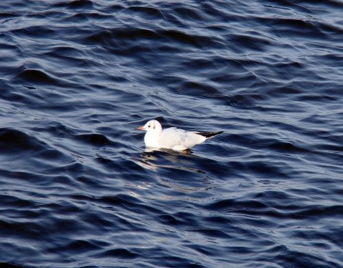 seagull river wave