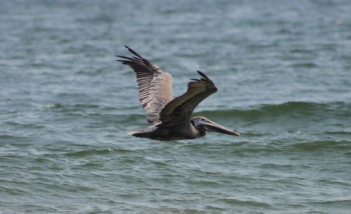 seagull beach ocean