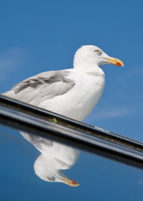 seagull mirror vain