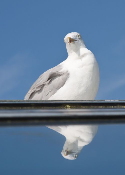 seagull mirror vain