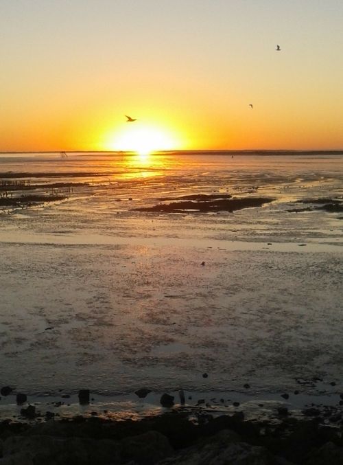 seagull nature sunset sunset