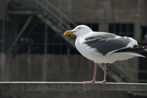 seagull cold wind