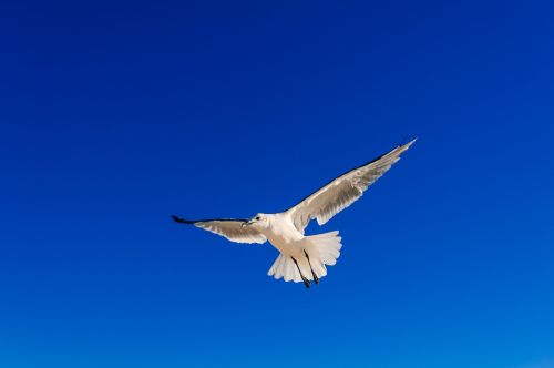 seagull sky blue sky