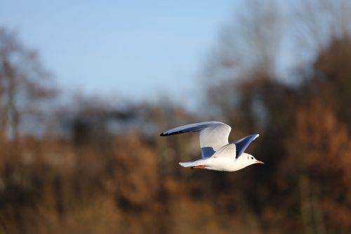 seagull flight waterbird