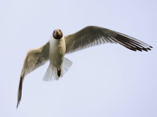 seagull bird in flight