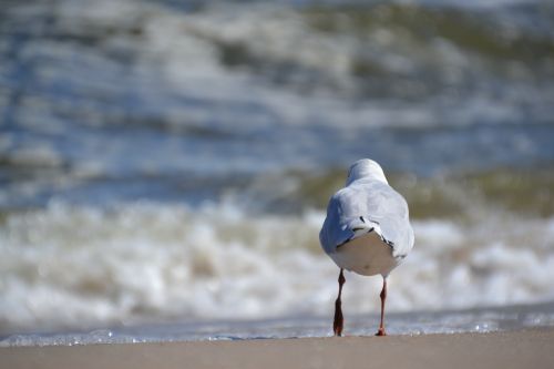 seagull bird sea