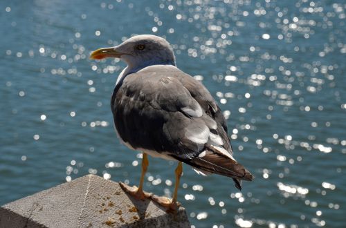 seagull sea seevogel