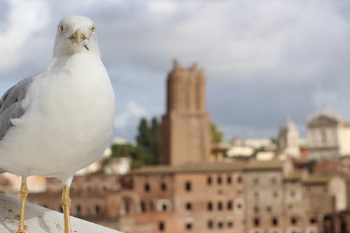 seagull rome bird