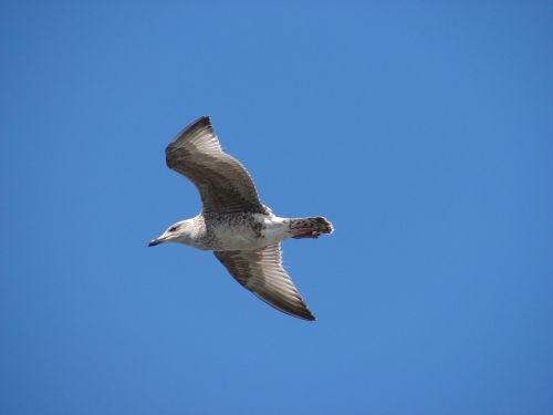 seagull sea bird