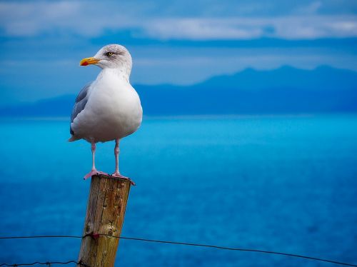 seagull gull bird