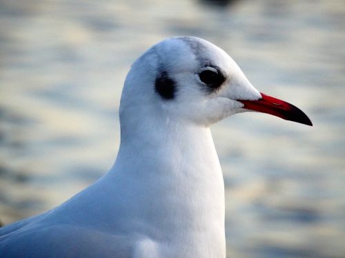 seagull bird water bird