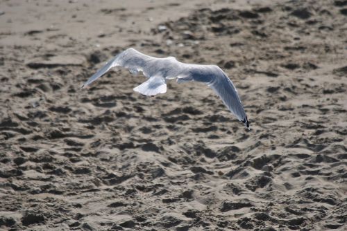 seagull nature gull