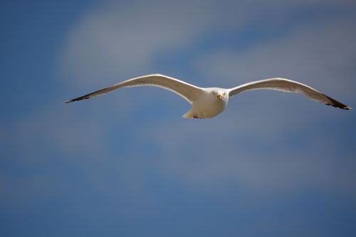 seagull gull sky