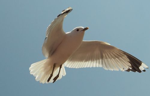 seagull bird water bird