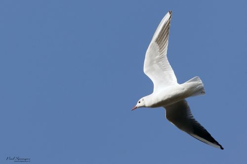 seagull bird wings