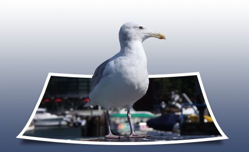 seagull bird polaroid