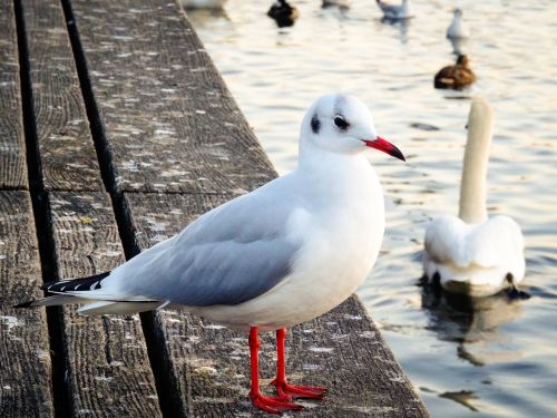 seagull bird nature