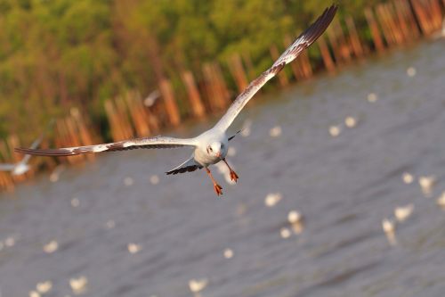 seagull bang pu gull