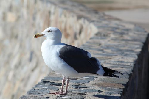 seagull nature contemplation