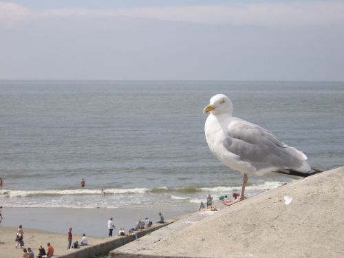 seagull bird close