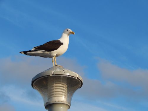 seagull lamp bird