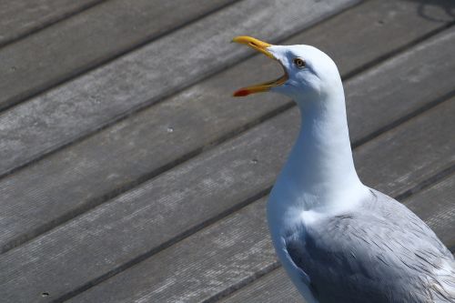 seagull cry port