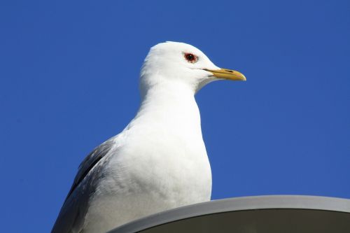 seagull bird seabird