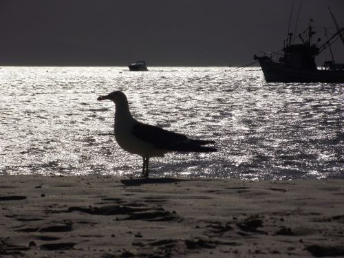 seagull bird mar