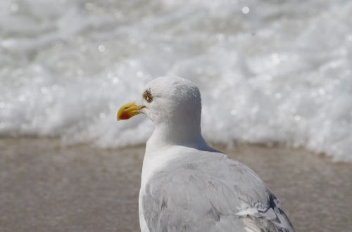 seagull beach north sea