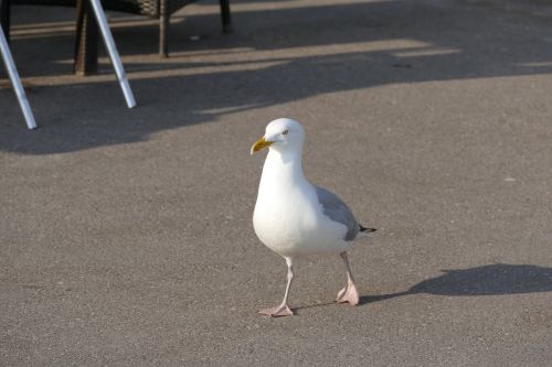 seagull bird wi