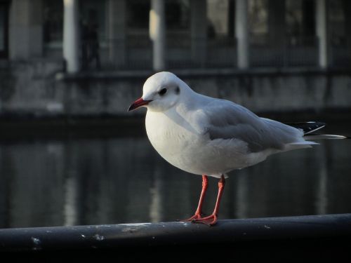 seagull railing zurich