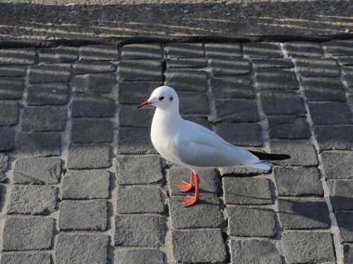 seagull cobblestones zurich