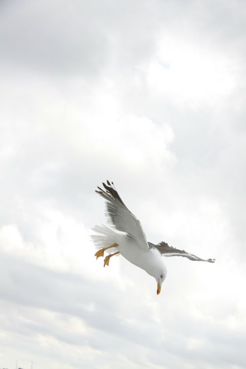 seagull bird wings