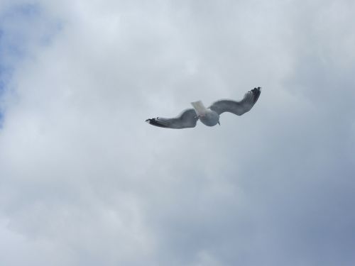 seagull sky blue