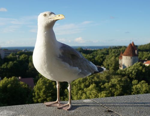 seagull nature summer