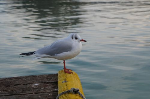 seagull lake annecy