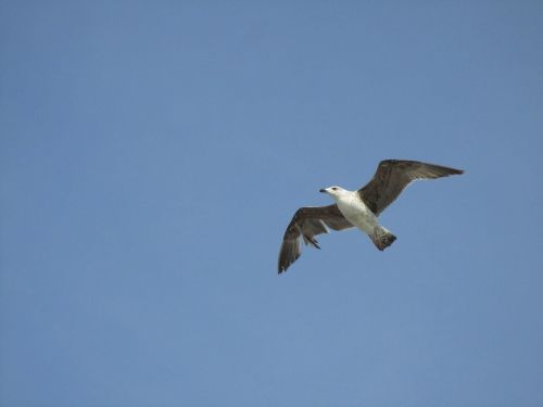 seagull flight bird