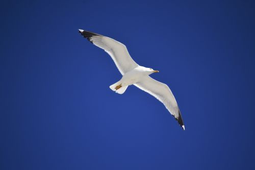 seagull bird in the sky blue sky