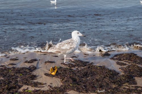 seagull sea nature