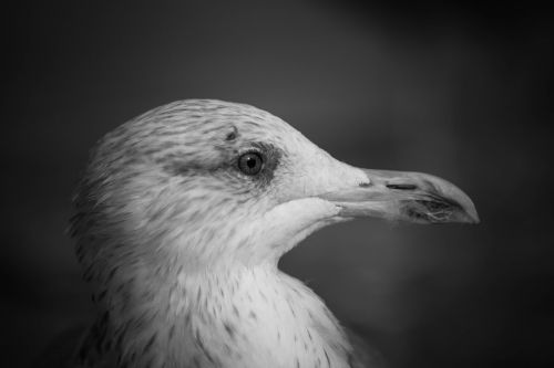 seagull elbe port