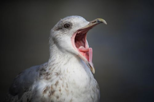 seagull elbe port